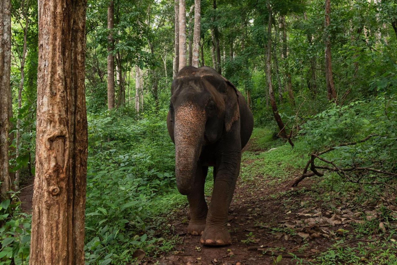 Chiang Mai Elephant Friends Esterno foto